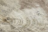 Polished Petrified Wood (Dicot) Slab - Texas #104950-1